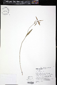 Cleistesiopsis divaricata image