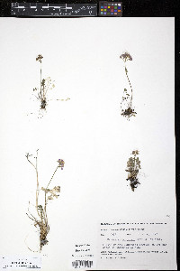 Cardamine purpurea image