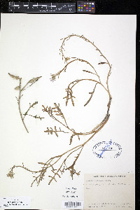Cakile maritima image