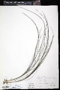 Schoenoplectus subterminalis image