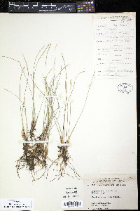 Trichophorum cespitosum image