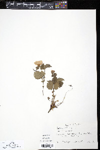 Rubus arcticus image