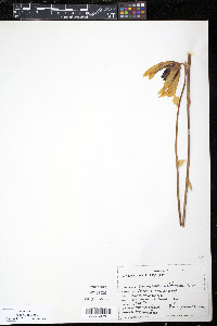 Darlingtonia californica image