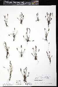 Drosera anglica image