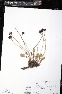 Sedum rosea image