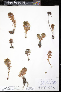 Sedum rosea image