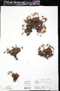 Saxifraga aizoides image