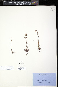 Saxifraga aizoides image
