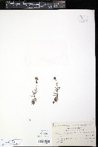Saxifraga aizoides image