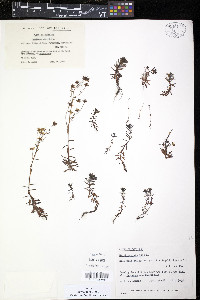 Saxifraga aizoides image