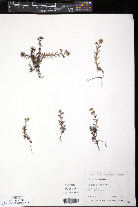Saxifraga aizoides image