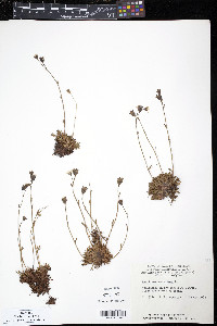 Saxifraga cespitosa image
