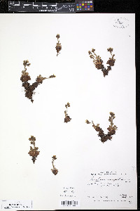 Saxifraga cespitosa image