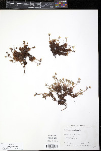 Saxifraga cespitosa image