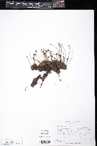 Saxifraga cespitosa image