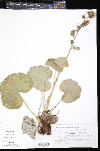 Boykinia richardsonii image