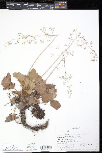 Heuchera micrantha image