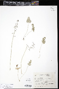 Thalictrum alpinum image