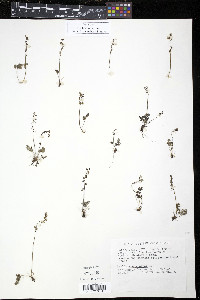 Thalictrum alpinum image