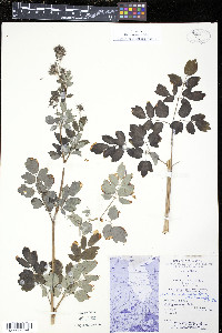 Thalictrum dasycarpum image