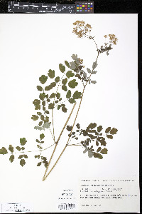 Thalictrum polygamum image