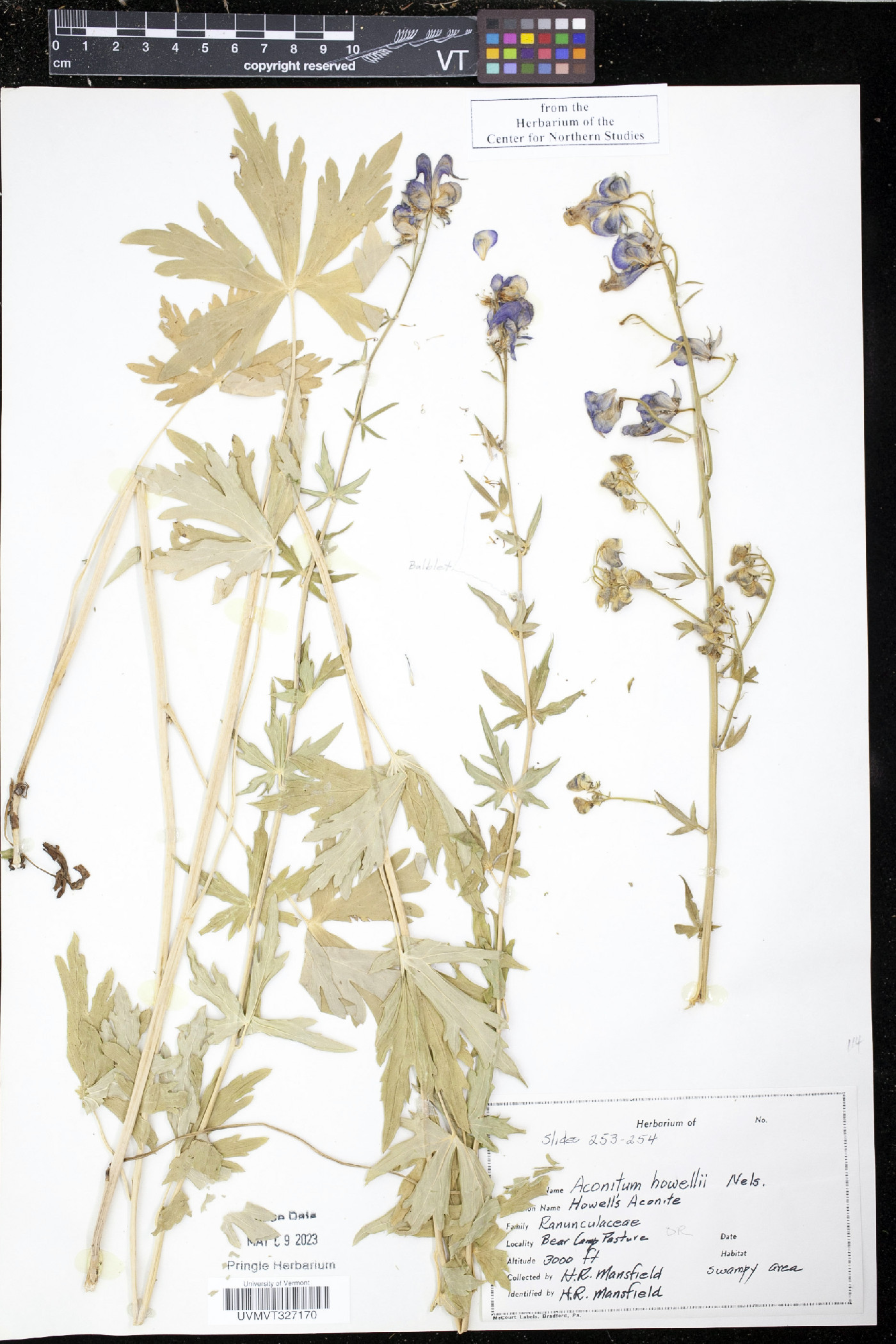 Aconitum howellii image