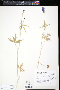 Aconitum delphiniifolium image