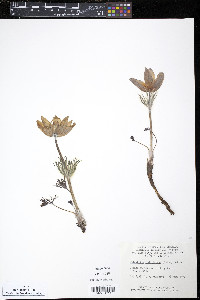 Pulsatilla patens subsp. multifida image