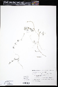 Ranunculus trichophyllus var. eradicatus image