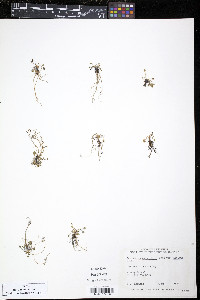 Ranunculus cymbalaria image