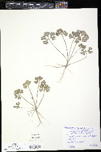Ranunculus flabellaris image