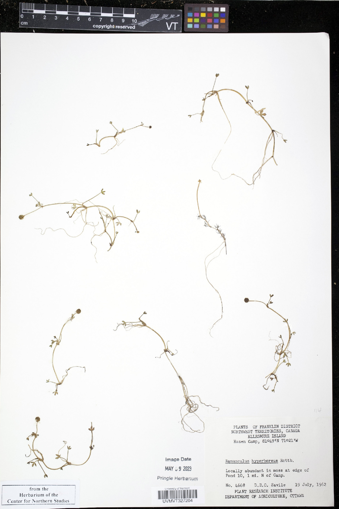 Ranunculus hyperboreus image