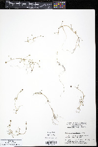Ranunculus hyperboreus image