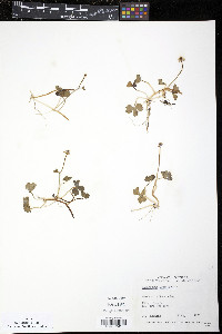 Ranunculus lapponicus image