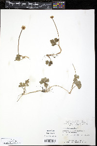 Ranunculus lapponicus image