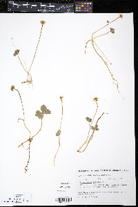 Ranunculus lapponicus image