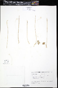 Ranunculus lapponicus image