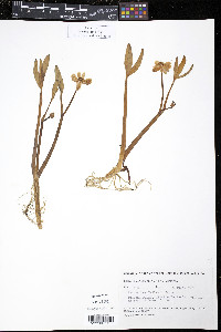 Ranunculus pallasii image