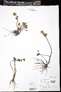 Ranunculus pallasii image
