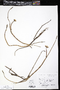 Ranunculus pallasii image