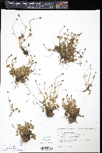 Ranunculus pygmaeus image
