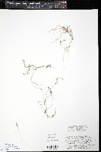 Ranunculus trichophyllus image
