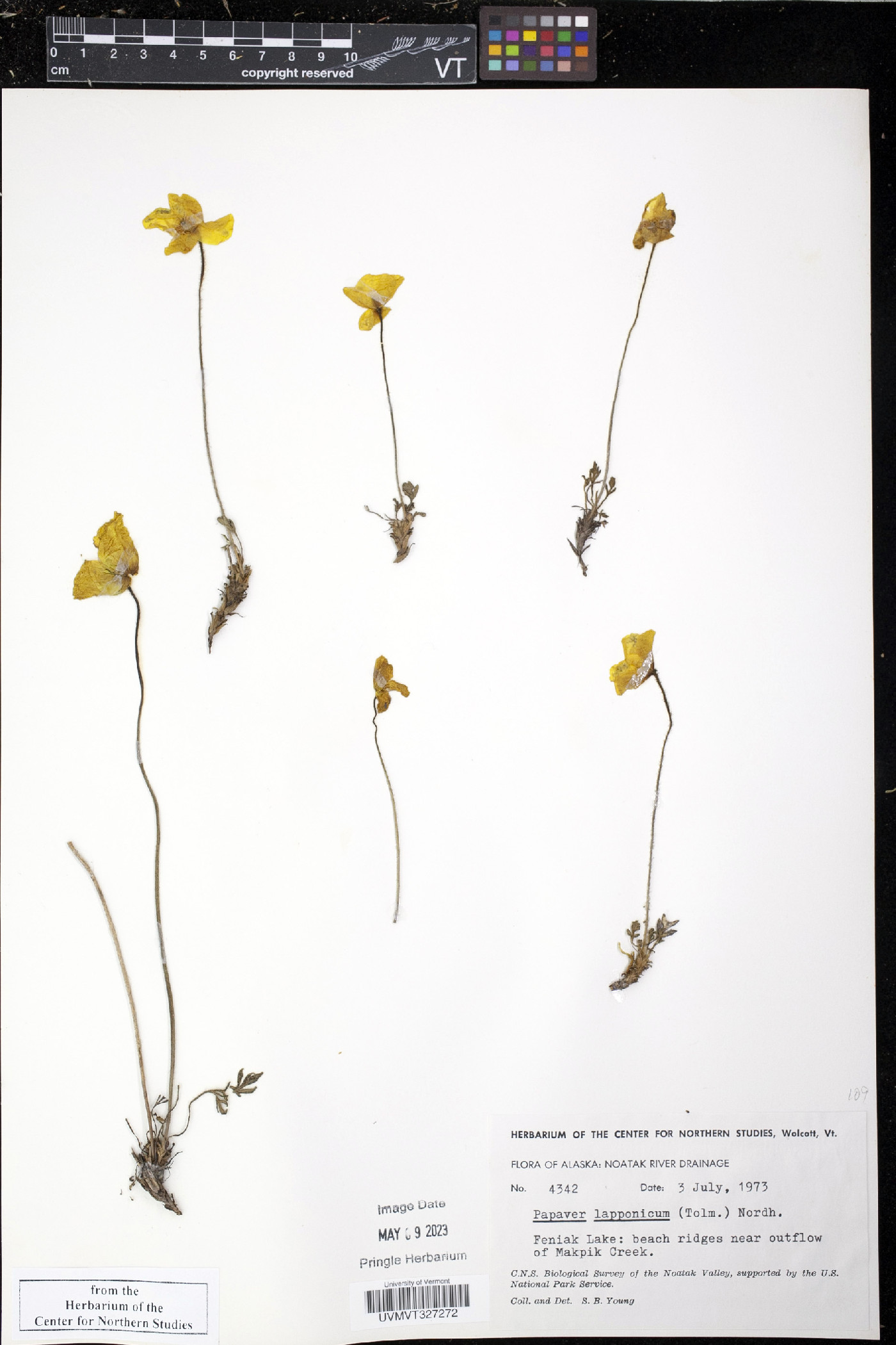 Papaver lapponicum image
