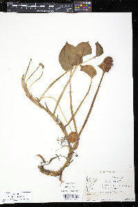 Calla palustris image