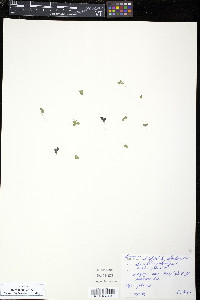 Spirodela polyrhiza image
