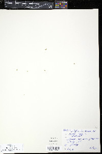Lemna minor image