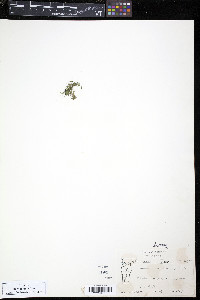 Lemna minor image
