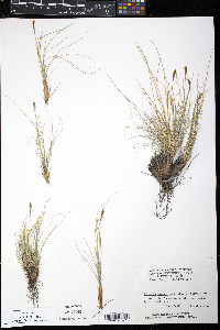 Kobresia myosuroides image