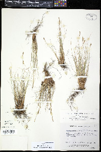 Kobresia myosuroides image
