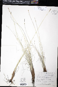 Kobresia myosuroides image